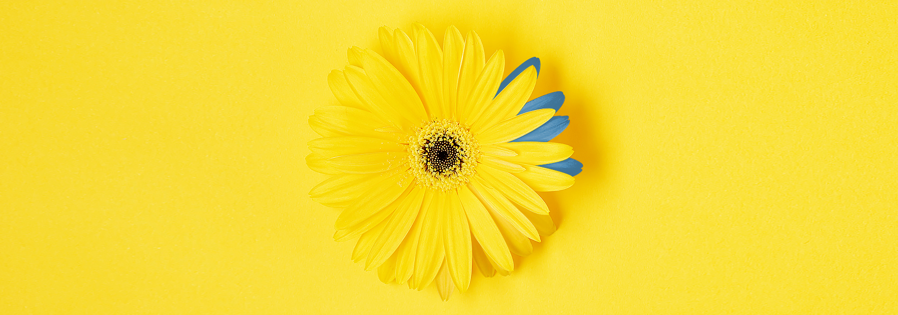Girasole giallo e blu - Pioda Imaging